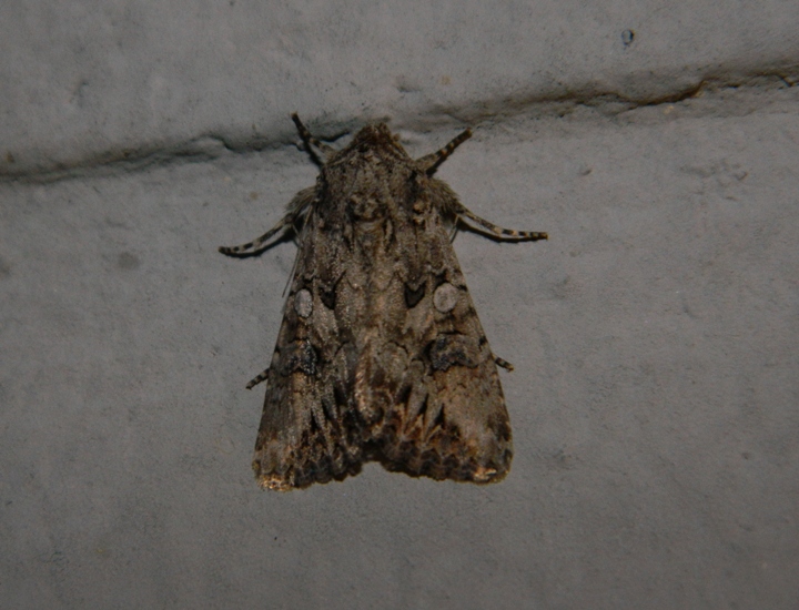 Anarta (Calocestra) cfr. pugnax